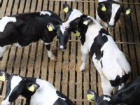 Boeren kunnen zelf stikstofuitstoot stal verminderen
