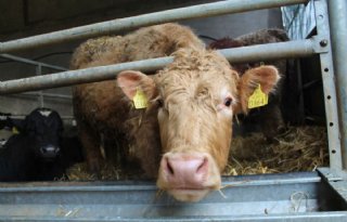 VleesveeNL+belangenbehartiger+Nederlandse+vleesveesector