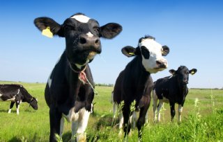 Melkveehouderij+aan+banden+met+fosfaatrechten