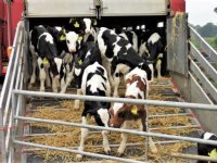 Voorzorgsmaatregel: opzetverbod voor kalveren uit Spanje