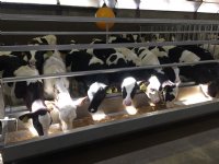 Melkveebedrijven inzicht geven in prestaties kalveren