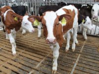 Inkomens kalverhouders flink hoger