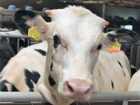 Antibioticagebruik bij vleeskalveren blijft aandachtspunt