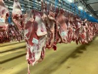 Veel minder kalverslachtingen in eerste kwartaal