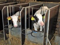 Langer aanhouden kalf ja, maar niet tegen elke prijs