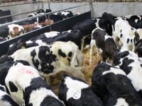 Onzekerheid rondom Ierse kalverexport na melding blauwtong