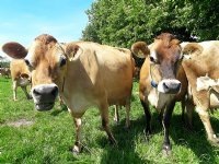 Alles-of-nietsplan moet stikstofimpasse doorbreken