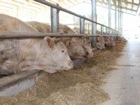 Lumpy Skin Disease verspreidt zich in Europa