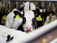 Blauwtong type 8 verspreidt zich in Duitsland