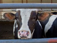 Melkveehouderij aan basis duurzame vleesproductie