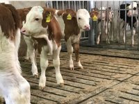 Slechtere gezondheid oudere Duitse kalveren