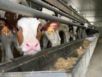 Aantal kalverslachtingen in Frankrijk daalt verder