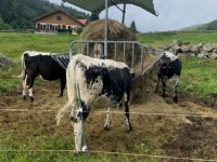 Situatie LSD in Zuid-Frankrijk verslechtert