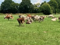 Frankrijk start noodvaccinatie tegen LSD