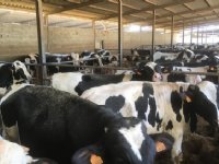 Spanje voert extra vaccinaties uit tegen LSD