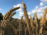 ‘Nederland moet weer voedselproducerend land worden’