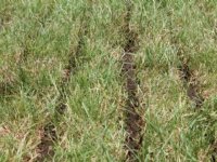 Geen meetbaar effect bufferstroken op waterkwaliteit