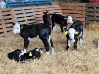 Minder kalversterfte in 2025 door blauwtong in 2024