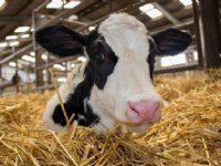 Veel variatie in Hb-gehalte bij pasgeboren kalveren