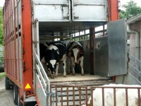 Forse kritiek transporteurs op verbod veetransport boven 30 graden