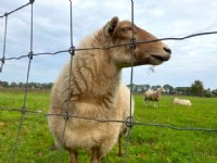 België stopt in 2026 met verplichte blauwtongvaccinatie