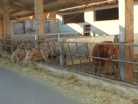 Lumpy skin disease laait op in Italië