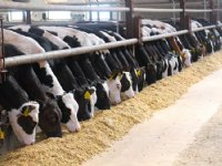 Jong rosé hoeft maar beetje duurder te zijn dan oud rosé