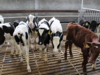 Geen daling antibioticagebruik bij oudere Duitse kalveren