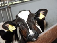 ‘Liever goede innovatieregeling dan kalverrechten’