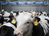 Kalfsvlees houdt vaart in prijsstijging
