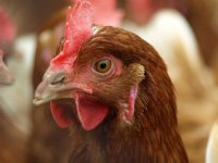 Voorlopige opschorting intrekken vergunningen pluimveehouders