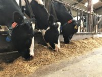 Kwart melkveebedrijven dreigt fosfaatrechten te overschrijden