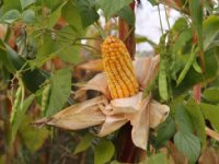 Kansen voor sorghum en mais-klimboon