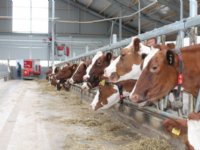 Ook LTO kritisch op stikstofaanpak kabinet