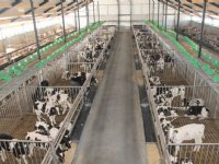 Vierjarig project moet stikstofaanpak in Foodvalley versnellen