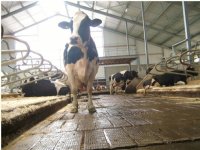 1.100 runderen geruimd na IBR-uitbraak nabij Nederlandse grens