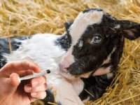Vaccinatie ondersteunt kwetsbare longen