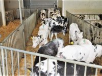 Belgisch blauw mengsperma slaat aan