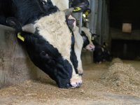 Oud rosé maakt inhaalslag