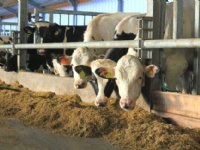 Natuurlijke pensbuffer geeft gezondere pens