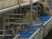 Tien tips om ratten en muizen te weren