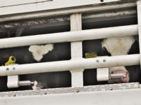 Geen veetransporten boven 35 graden