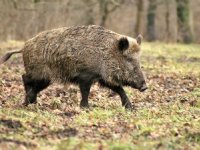 Extra alertheid na vondst AVP nabij Limburg 