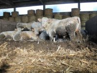 Productie rundvlees blijft wereldwijd dalen