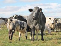 België scherpt IBR-aanpak verder aan 