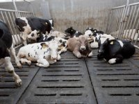 Bijeenkomsten Dierwaardige Veehouderij