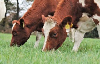 Melkveehouderij+stopt+minder+ruw+eiwit+in+rantsoen