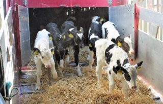 Import+jonge+kalveren+blijft+dalen