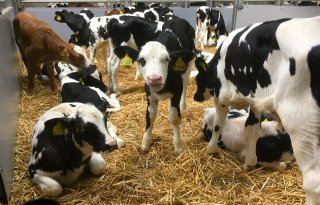 Transport+kalveren%3A+vijf+weken+oud+en+50+kilo+zwaar