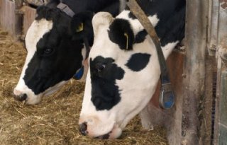 Zuivelindustrie+verplicht+aanpak+IBR+en+BVD